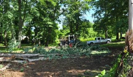 Tree Removal Services
